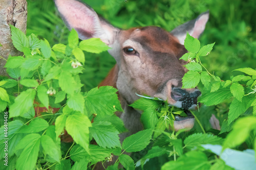 Fototapeta Naklejka Na Ścianę i Meble -  Sarna