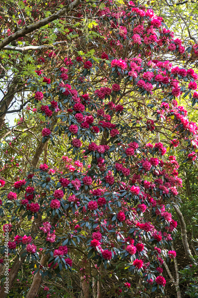 Beautiful closeup view of spring pink wild rhododendron blooming flowering tree with dark green leaves in Howth Rhododendron Gardens, Dublin, Ireland. Soft and selective focus. Ireland wildflowers