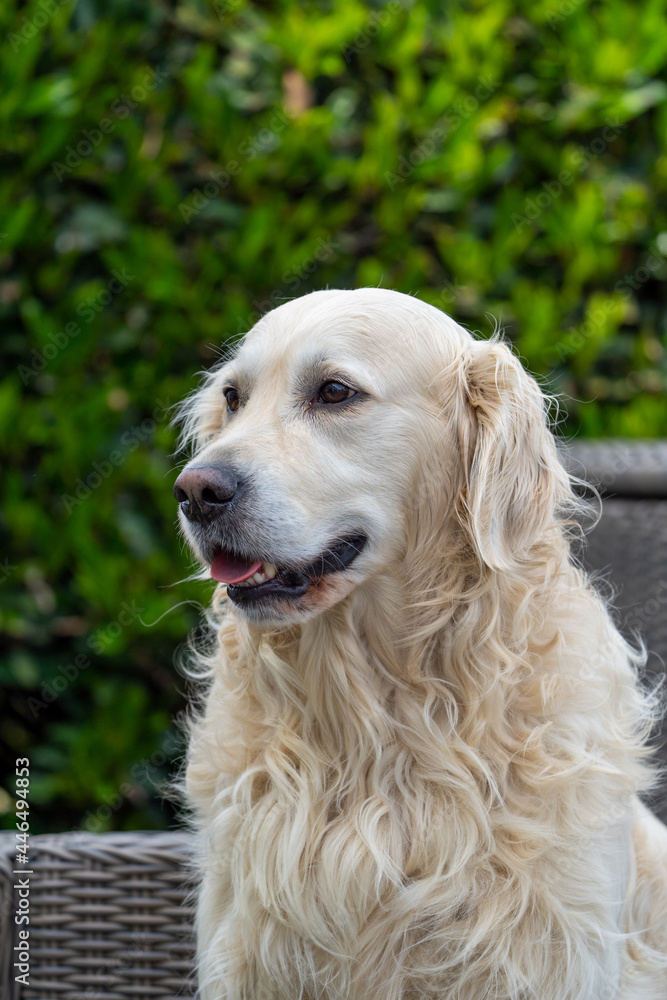 Golden retriever dog happy and close up 