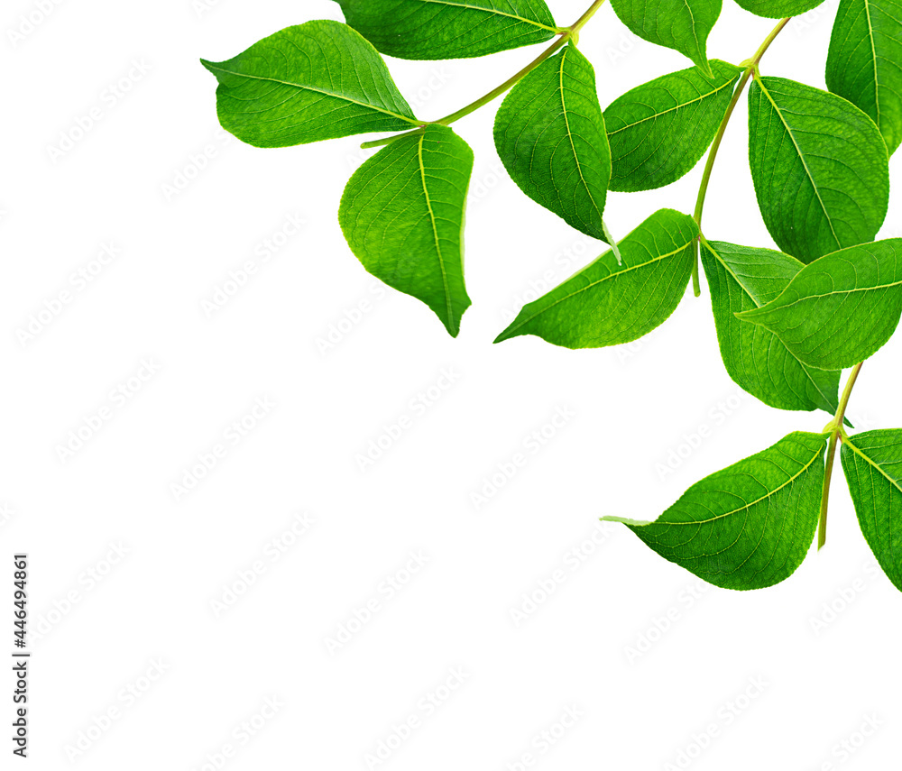 Branches with green leaves close-up isolated on a white background. Frame made from green leaves. Branches with green leaves close-up isolated on a white background. Frame made from green leaves.