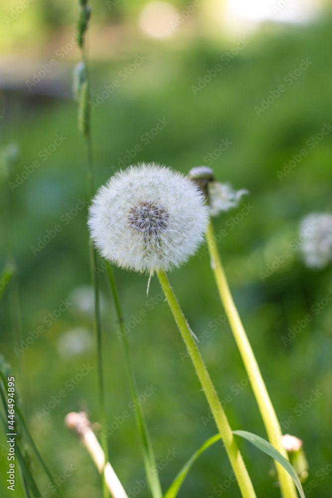 Pusteblume