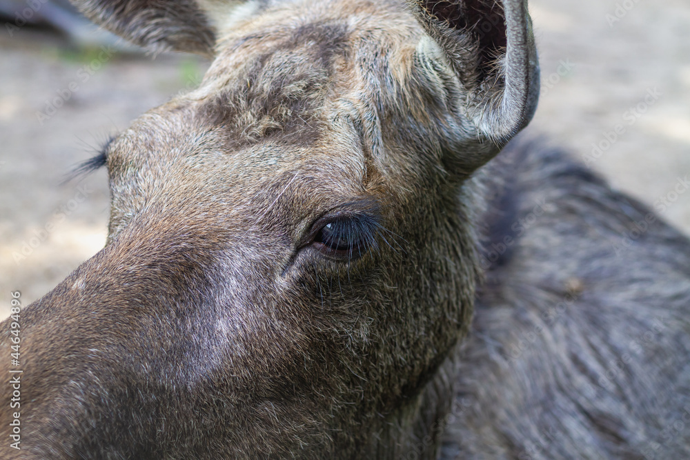 Muzzle of a moose with a sad expression of eyes in brown wool close-up Muzzle of a moose with a sad expression of eyes in brown wool close-up