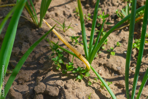 The leaves of green onions are affected by the pest onion fly and turned yellow