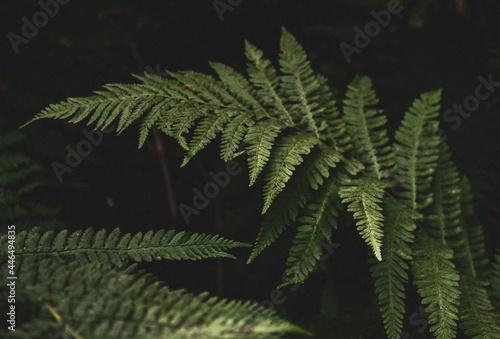 a fern in the mountain forests of the Southern Urals