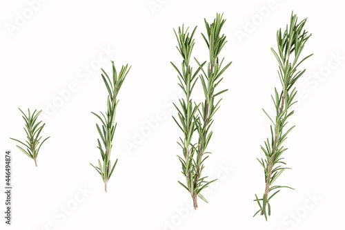 A few branches of fresh green rosemary. Isolated on a white background. High quality photo