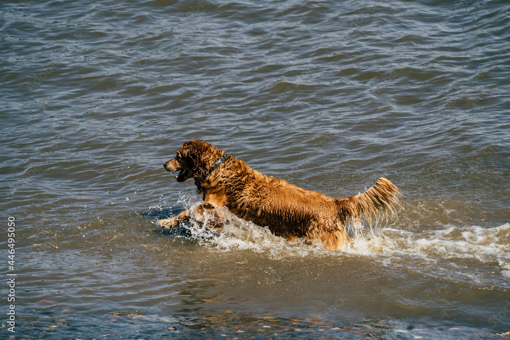 Brown golden retriever dog in the sea playing on a sunny day Brown golden retriever dog in the sea playing on a sunny day