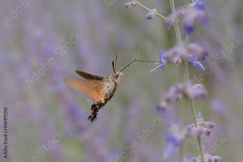 hawk moth flying at violet flowering plant in garden