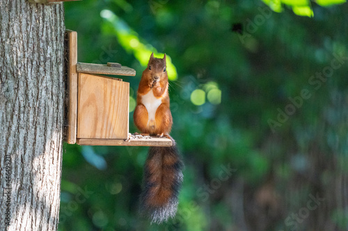 Squirrel on squirrel feeder eating sunflower food while looking at the camera © LDC