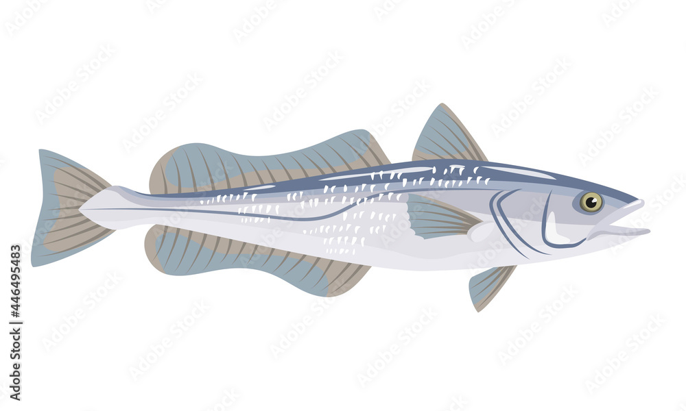 Hake fish on white background, seafood. Hake fish on white background, seafood.
