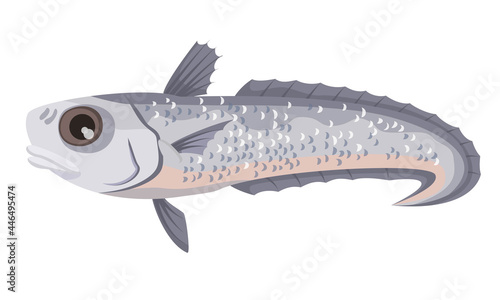 Grenadier (macruronus) on white background, seafood.