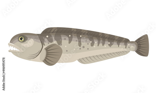 Atlantic wolffish, catfish on white background, seafood.