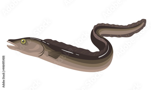 Eel fish on white background, seafood.