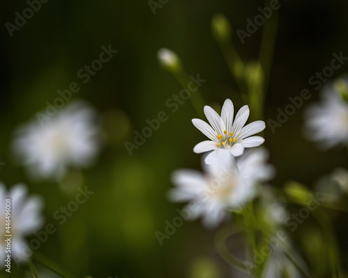 Blossom of a large chickweed in a meadow