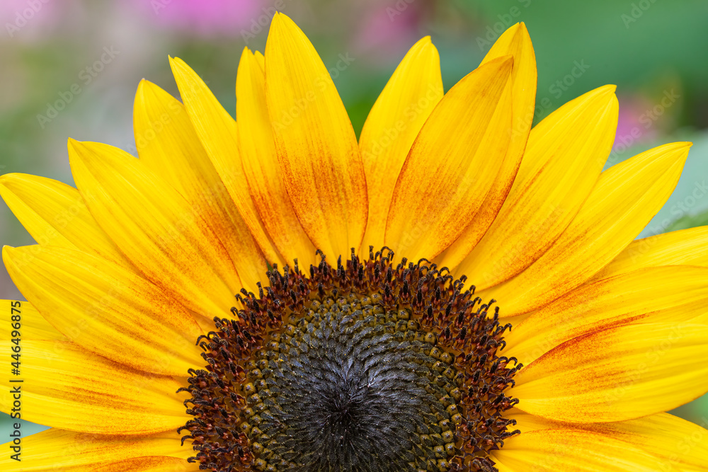 Obraz premium Close up of the center of a sunflower in a garden