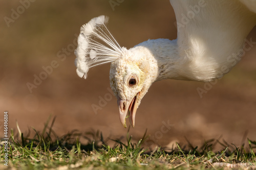 Close-up of a white peacock eating grass in the wild
