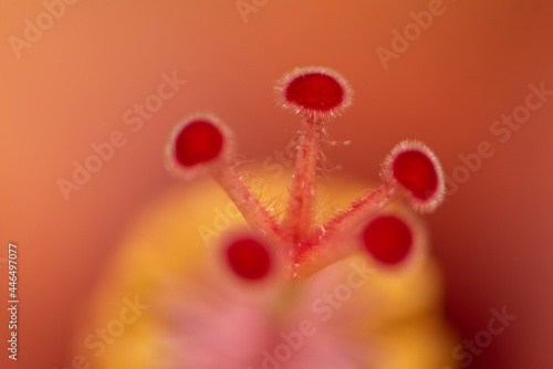 macro of a red flower