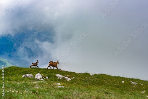 Two mountain goat on background of mountains. © Daniel Jędzura