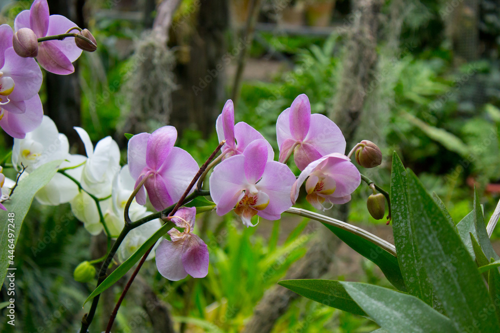Pink orchid flowers in the summer garden