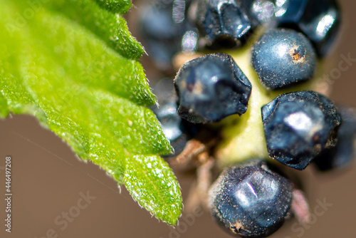 blueberries on a branch