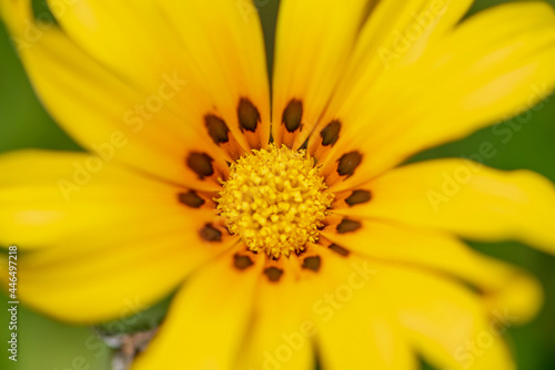 yellow flower macro