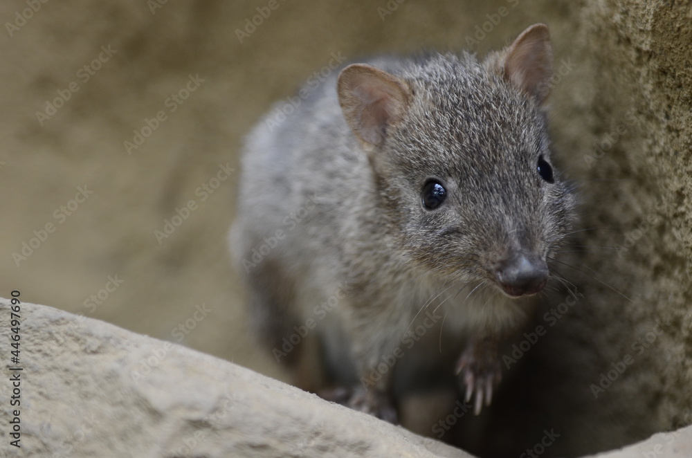 Naklejka premium Bürstenschwanz-Rattenkänguru