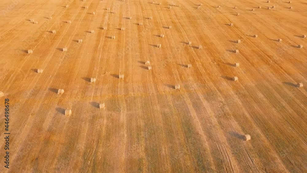 The drone flies over the golden field in the fall, shooting the harvest of grain crops. Rolled bales of hay or stacks of straw are laid out all over the meadow. Summer, sunset time. Rural landscape. The drone flies over the golden field in the fall, shooting the harvest of grain crops. Rolled bales of hay or stacks of straw are laid out all over the meadow. Summer, sunset time. Rural landscape.