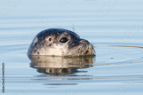 Common Seal Pup (Phoca vitulina) swimming in an estuary in the golden hour after sunrise