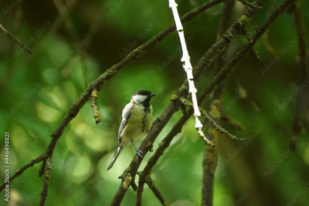 Obraz premium spotted woodpecker