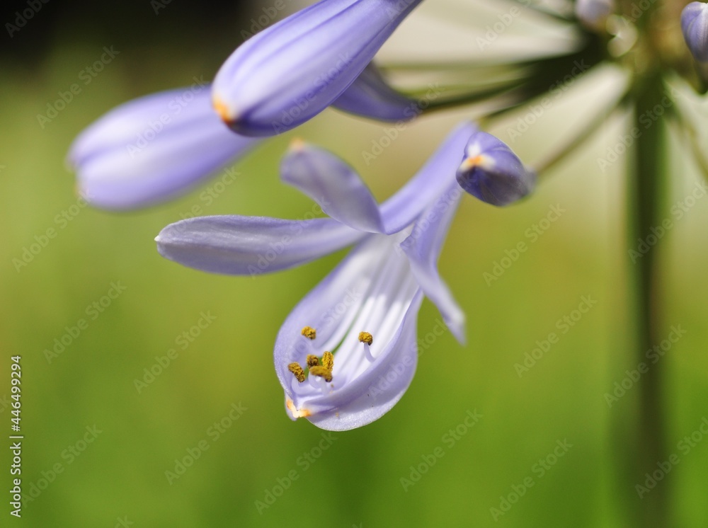 Allium Flower Allium Flower