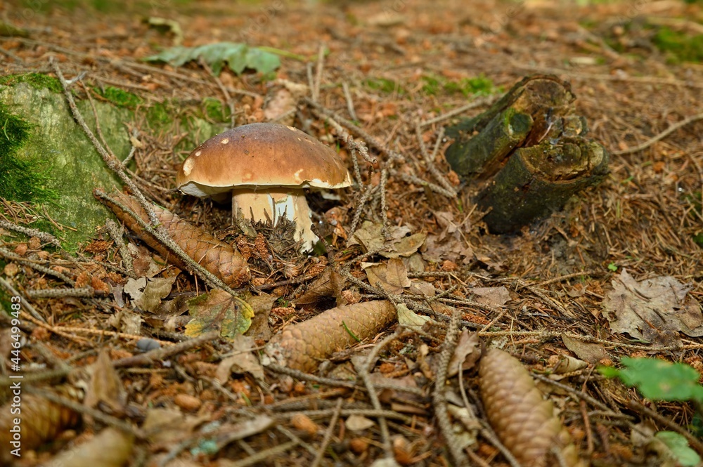 Edible mushroom boletus growing in the forest. Edible mushroom boletus growing in the forest.