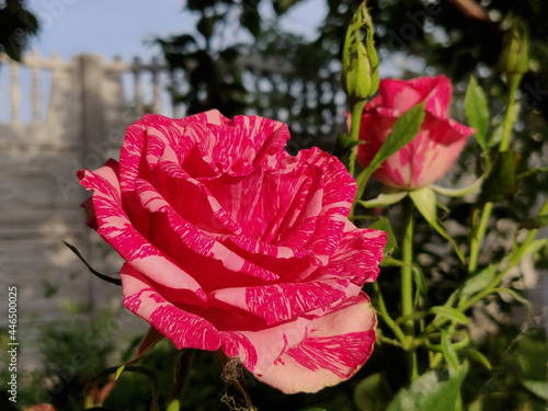 blooming pink rose in a garden