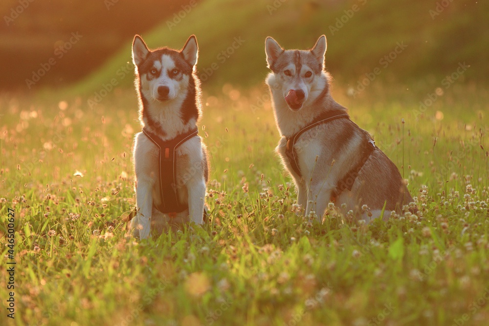 Siberian Husky in the backlit of the setting sun Siberian Husky in the backlit of the setting sun