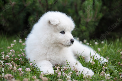 Funny Samoyed puppy on the green grass