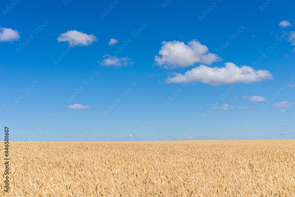 Blue sky white clouds wheat field, background.