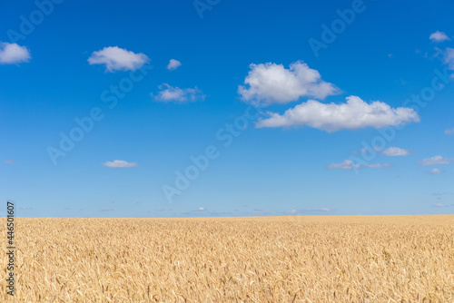 Blue sky white clouds wheat field  background.