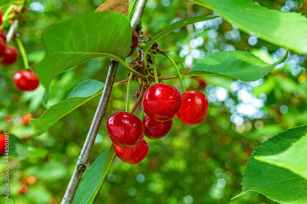 Obraz premium Red ripe cherries on tree in orchard