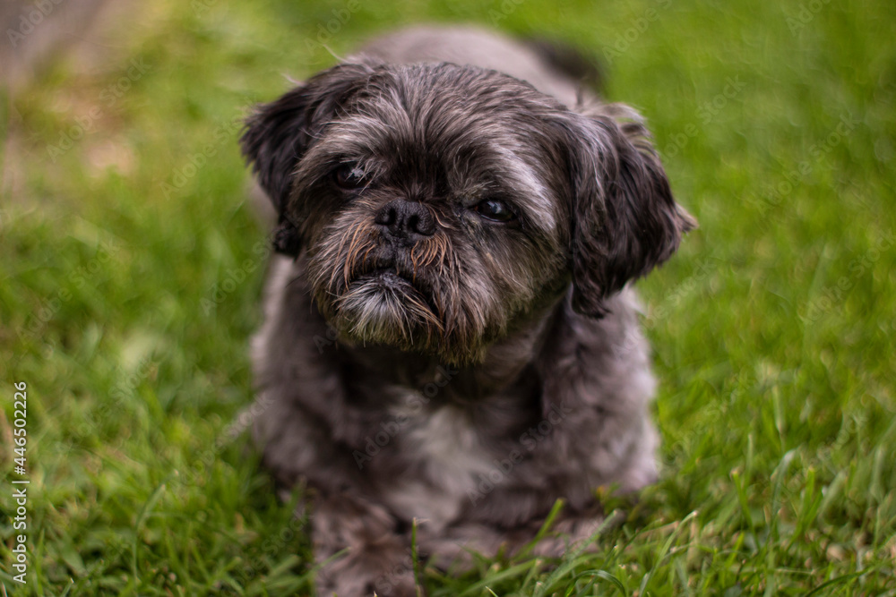 Shih Tzu photo portrait of a dog Shih Tzu photo portrait of a dog
