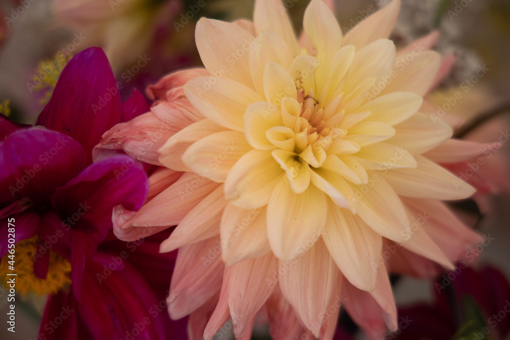 orange dahlia flower orange dahlia flower