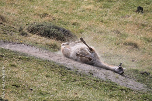 Guanaco  Lama guanicoe  having a dust bath at Torres del Paine National Park in Chile