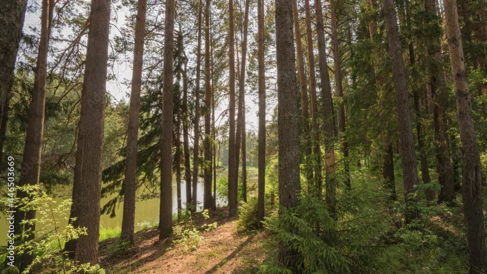 Walk in green meadow in fairy forest. Morning sun rays emerging though the green trees branches. Green forest with warm sunbeams illuminating. High quality shot, 4K Walk in green meadow in fairy forest. Morning sun rays emerging though the green trees branches. Green forest with warm sunbeams illuminating. High quality shot, 4K