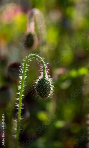 Poppy bud