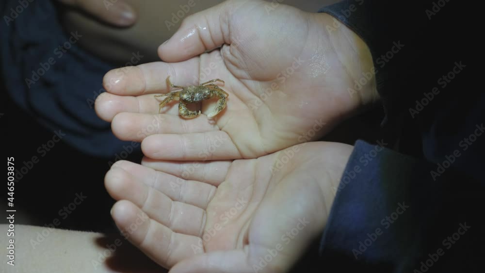 Small sea crab on the palms of children's hands. Small sea crab on the palms of children's hands.