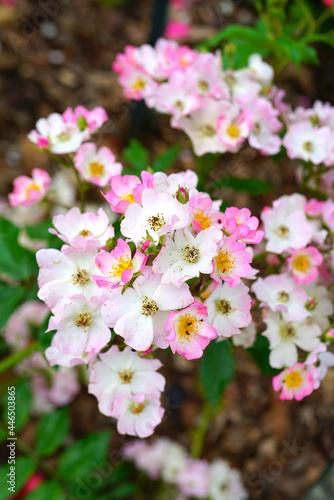 Pink ballerina musk rose flowers