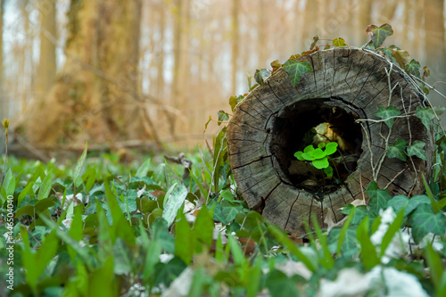 Natural background. young sprouts grow inside hollow of the cut tree Spring time. saturated with colors. Life and death