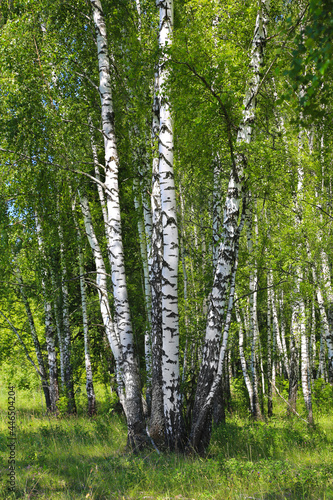 Beautiful birch trees in the summer forest