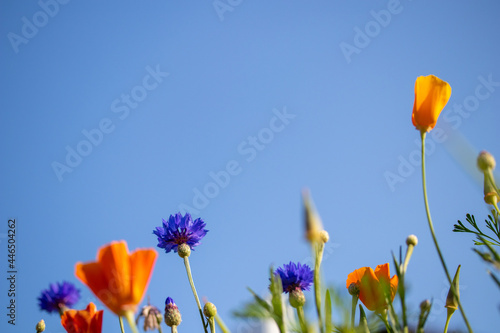 flowers against blue sky