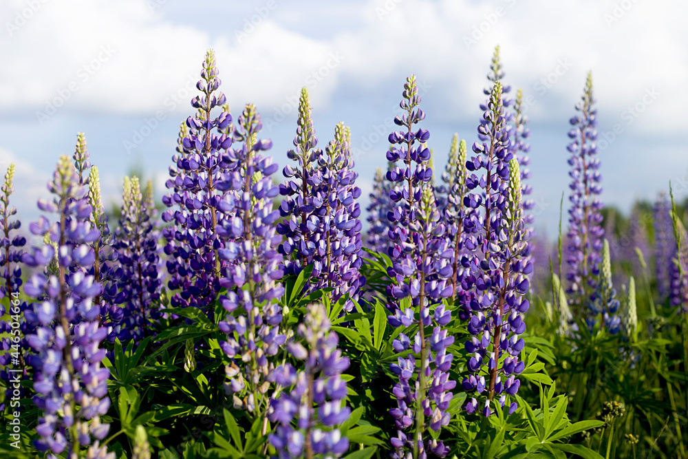 Obraz premium Purple flowers in the field. Summer floral background.
