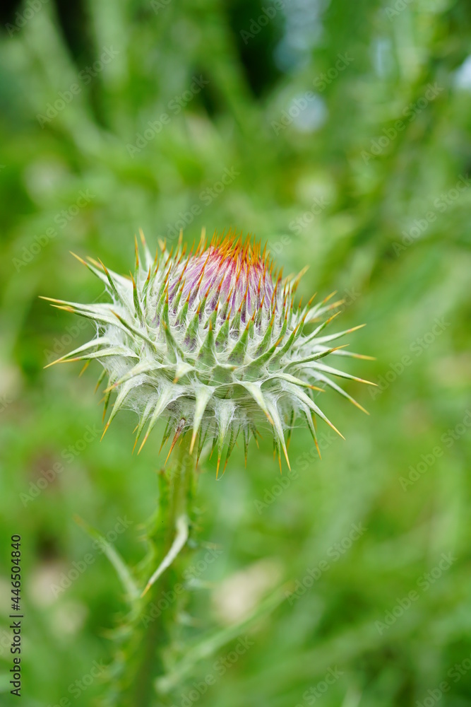 Purple artichoke flower thistle growing in the garden Purple artichoke flower thistle growing in the garden