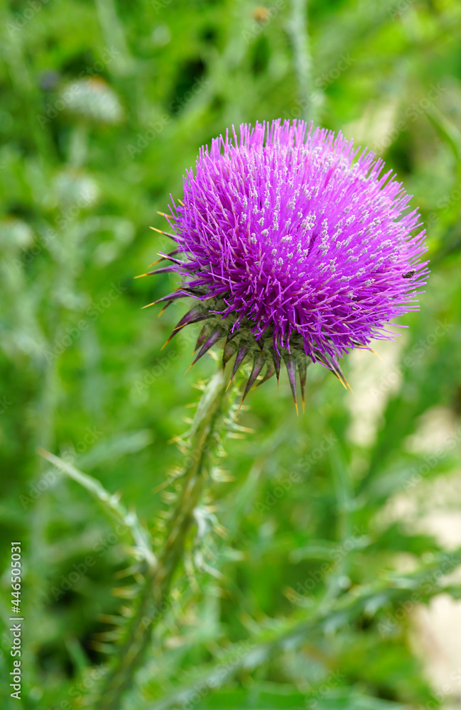 Purple artichoke flower thistle growing in the garden Purple artichoke flower thistle growing in the garden