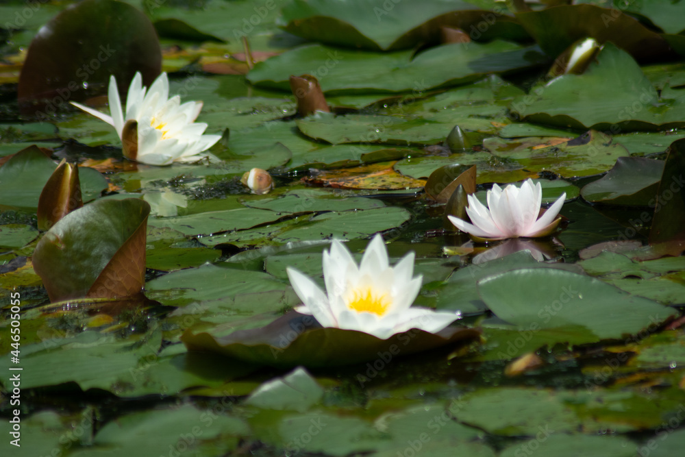 a group of waterlilly blossoms floating on the lake a group of waterlilly blossoms floating on the lake
